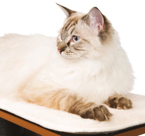 High Base Cat Tower – Black Finish - Image 3